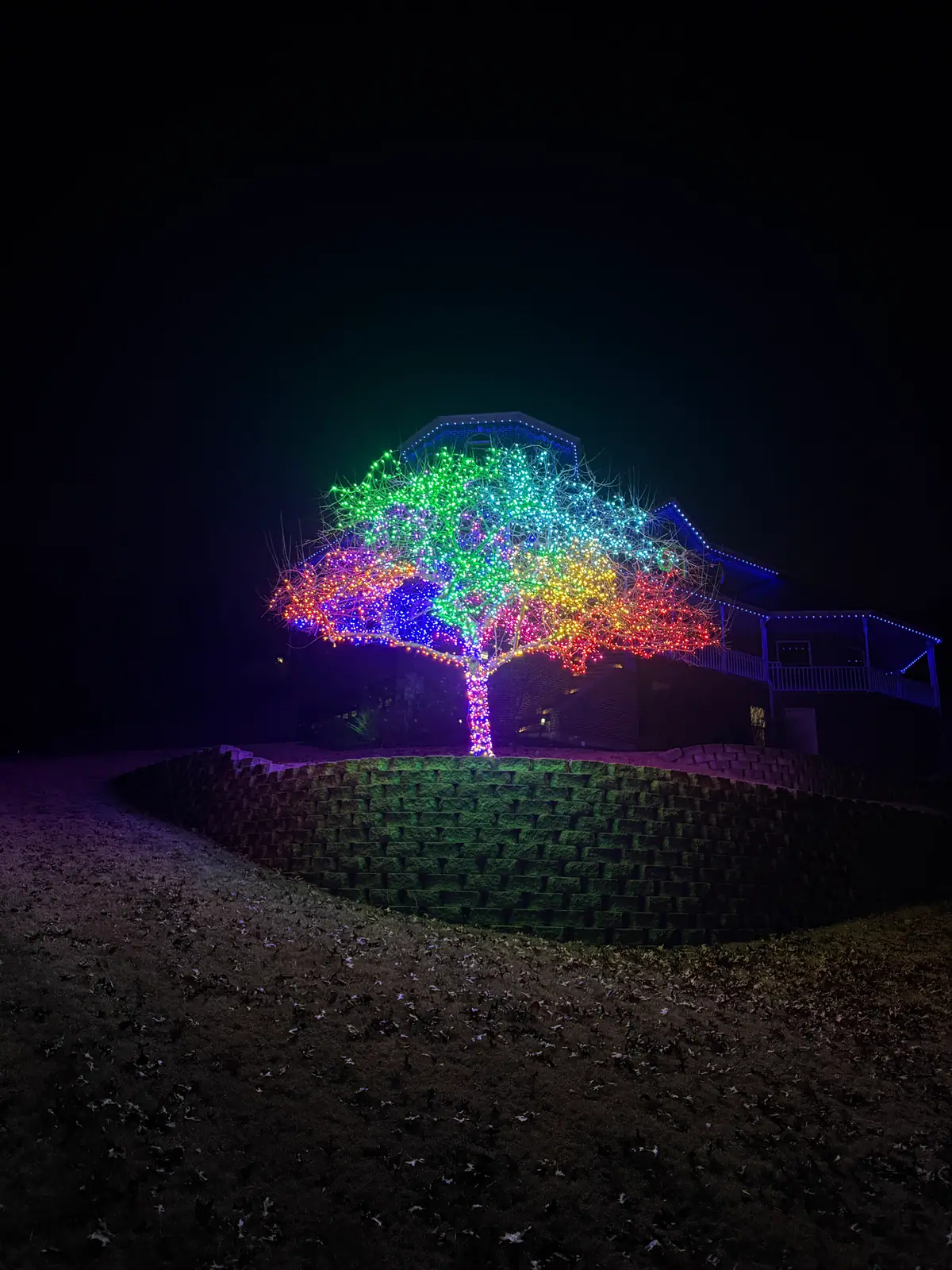 A large tree wrapped trunk to branch in full-color lights